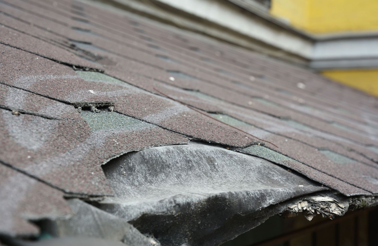 Wolfy's Sunrise Roofing Images